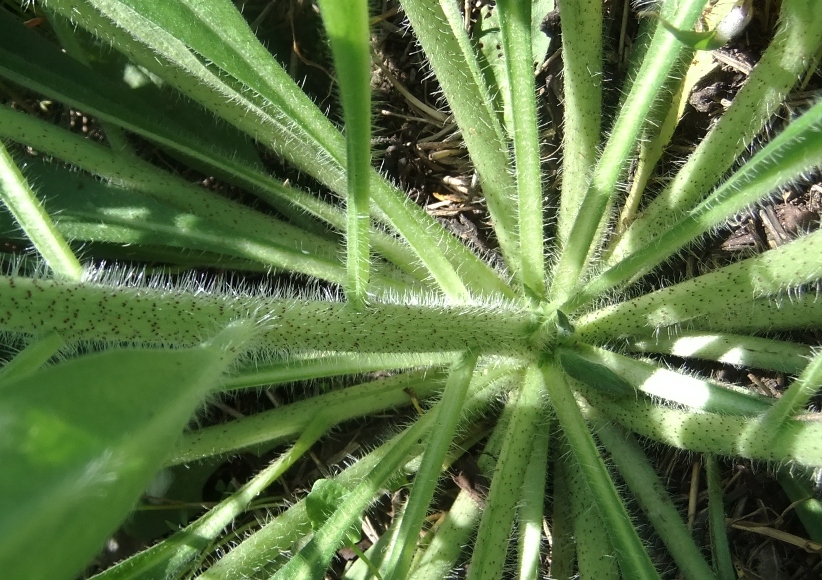 Image of Echium vulgare specimen.