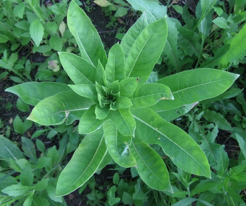 Image of genus Oenothera specimen.