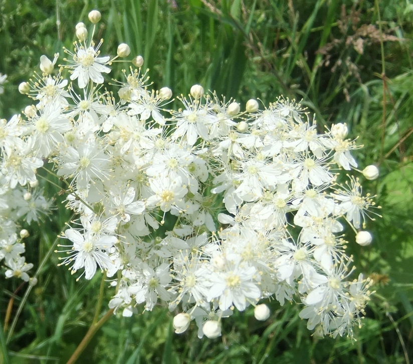 Image of Filipendula vulgaris specimen.