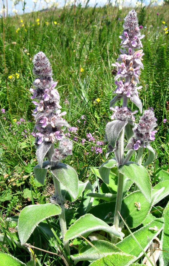 Image of Stachys germanica specimen.