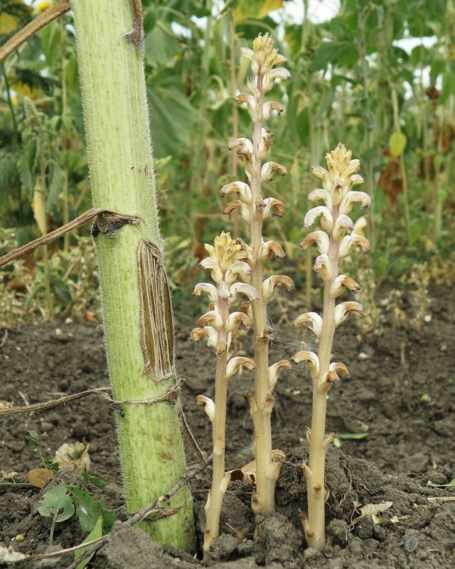 Image of Orobanche cumana specimen.