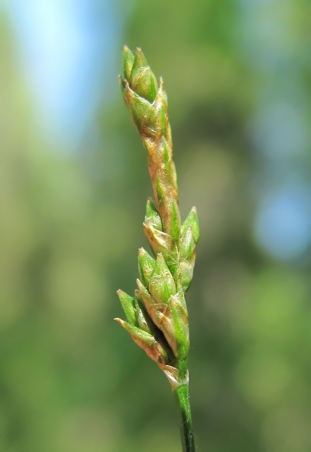 Image of genus Carex specimen.