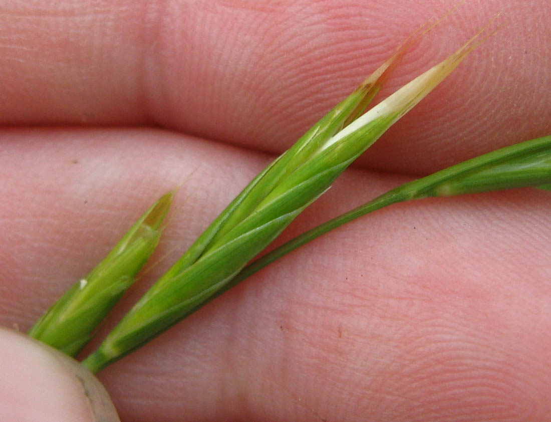 Image of Brachypodium rupestre specimen.