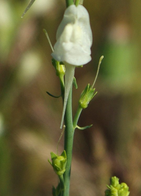 Image of genus Linaria specimen.