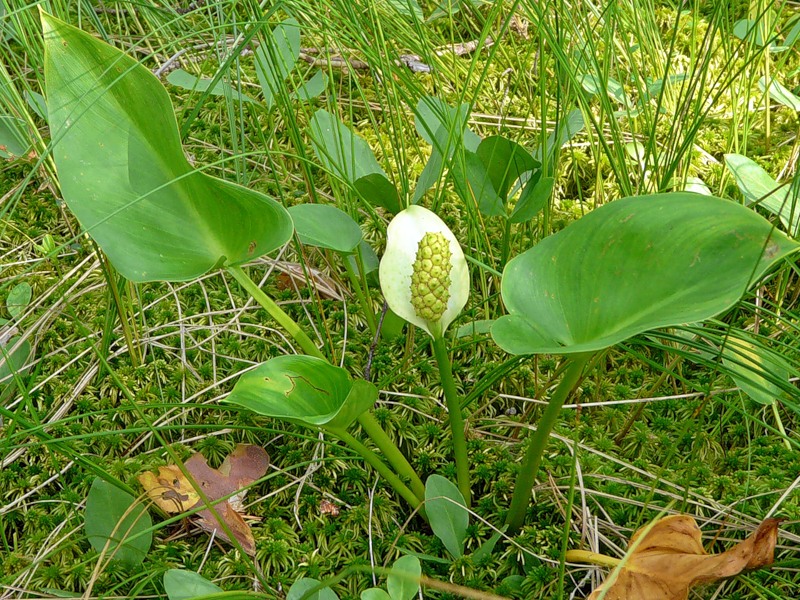 Изображение особи Calla palustris.