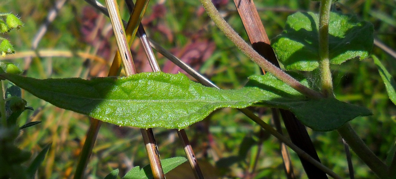 Изображение особи Inula britannica.