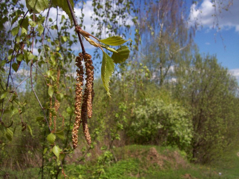 Изображение особи Betula pendula.