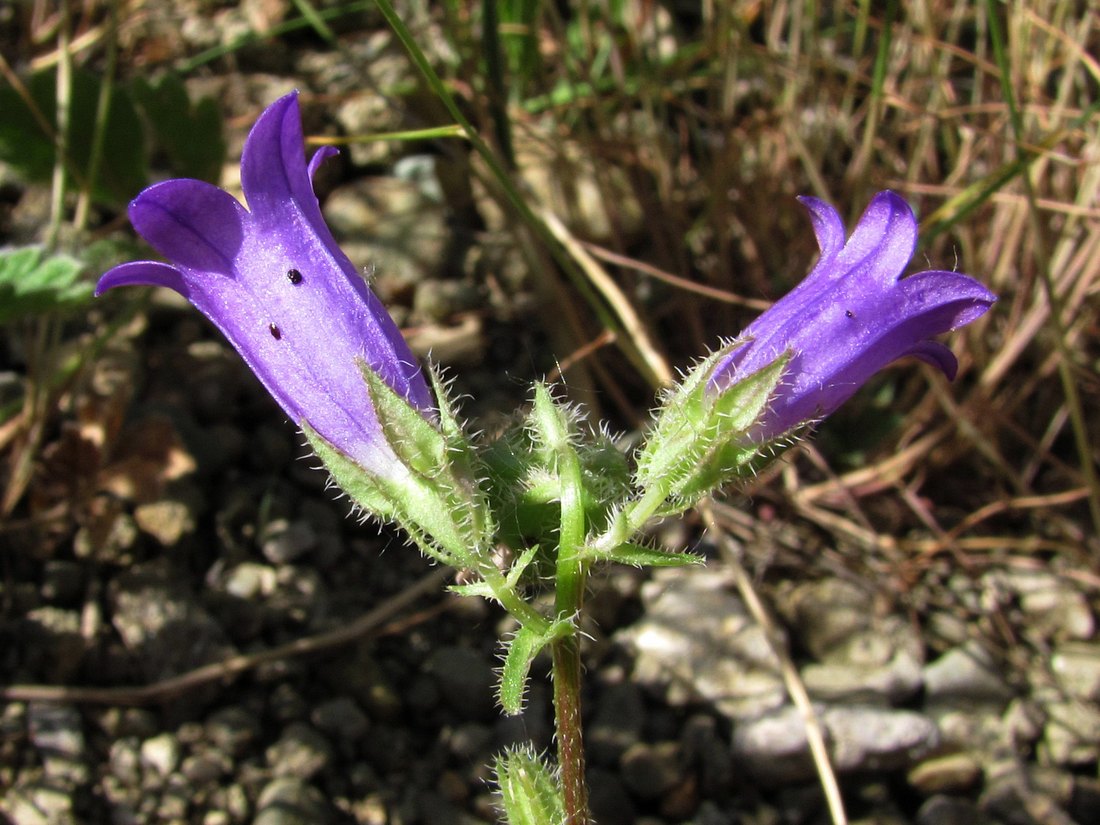 Image of Campanula talievii specimen.