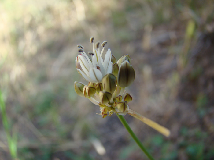 Изображение особи Allium leptomorphum.