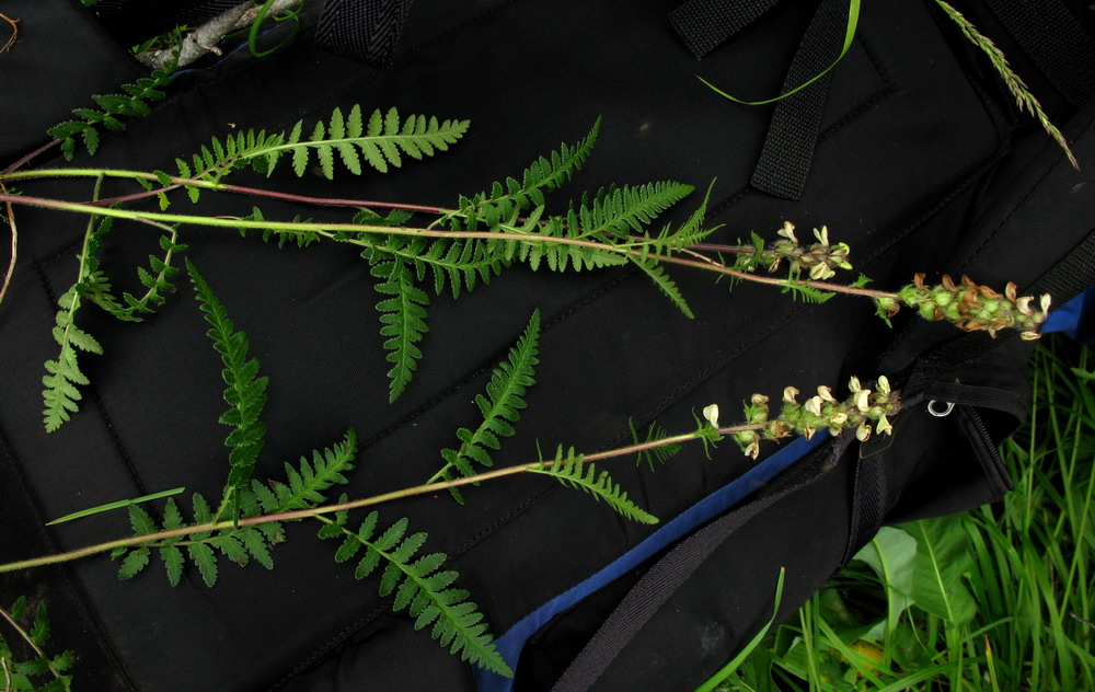 Image of Pedicularis brachystachys specimen.