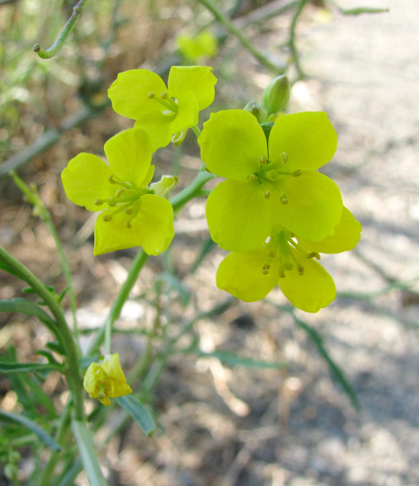 Image of Diplotaxis tenuifolia specimen.