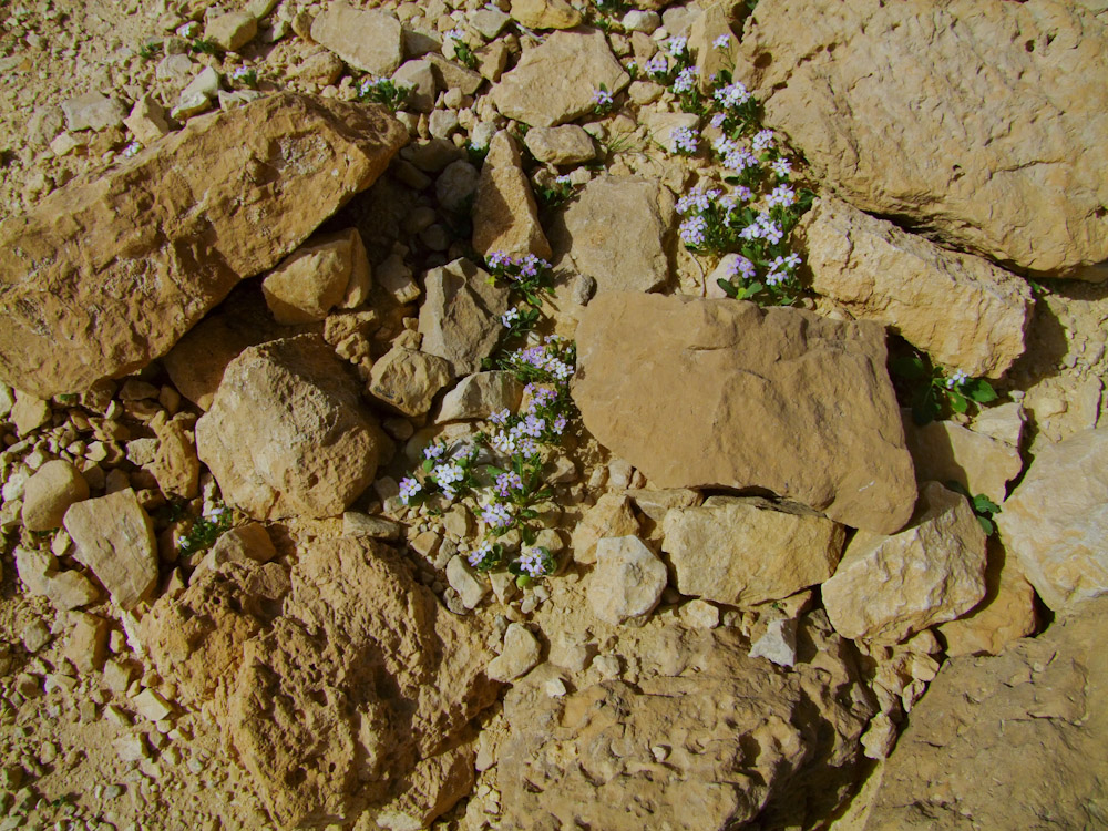 Image of Diplotaxis acris specimen.