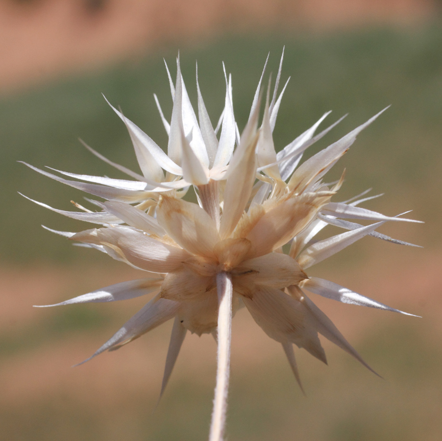 Image of Chardinia orientalis specimen.