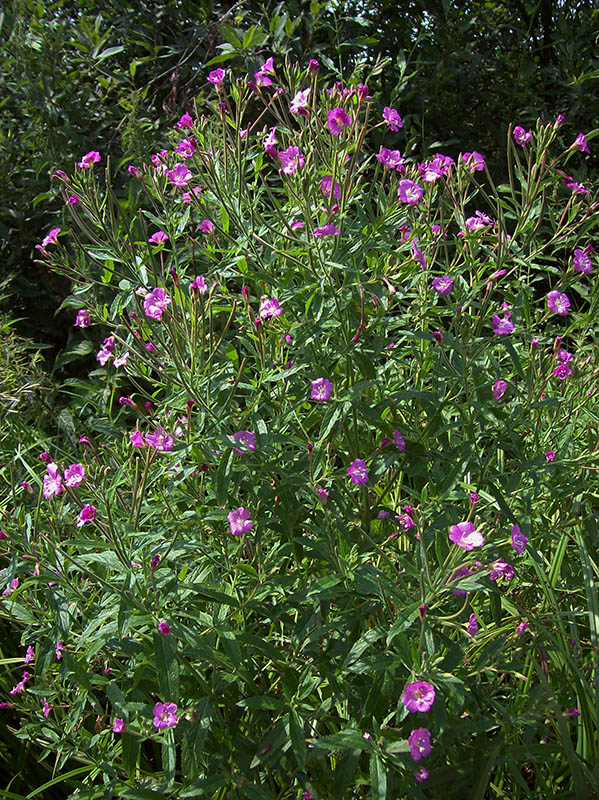 Image of Epilobium hirsutum specimen.