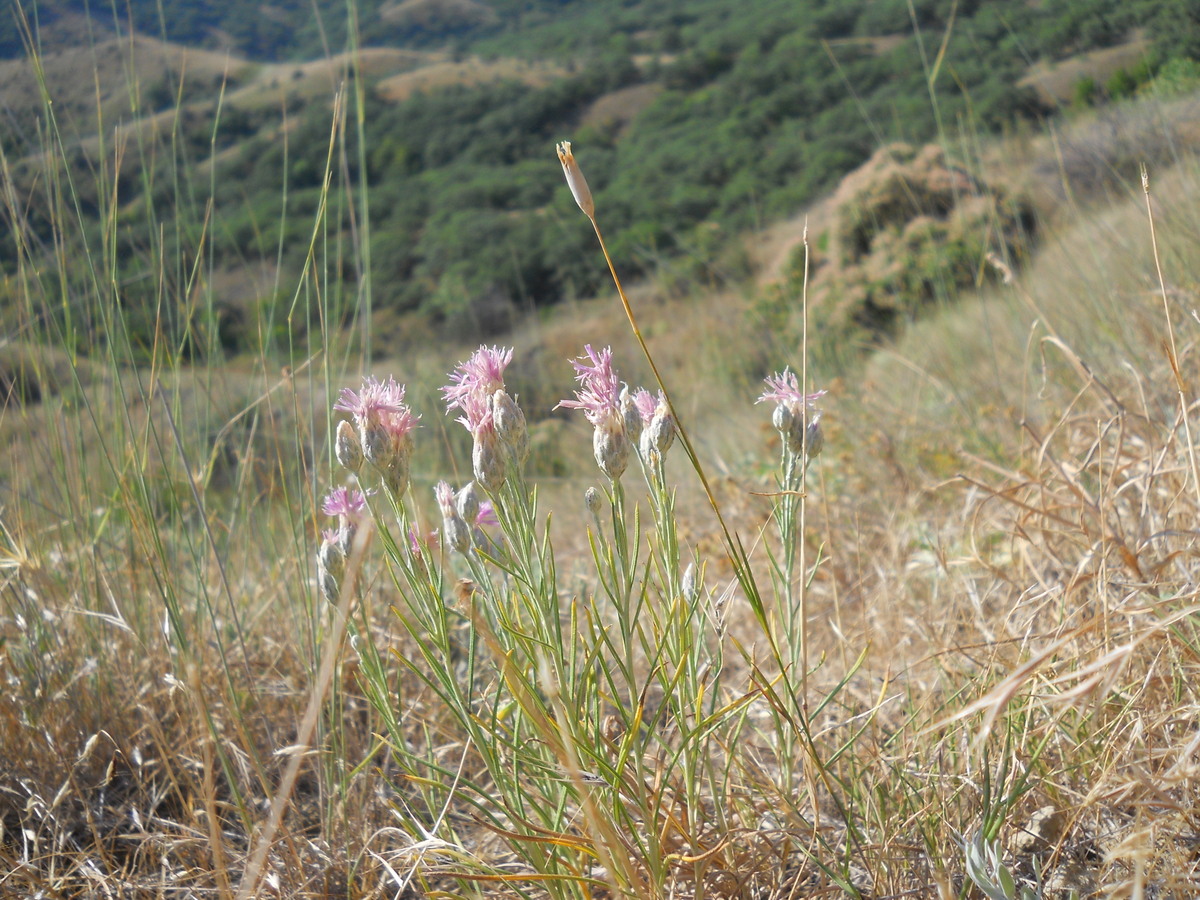 Image of Jurinea stoechadifolia specimen.