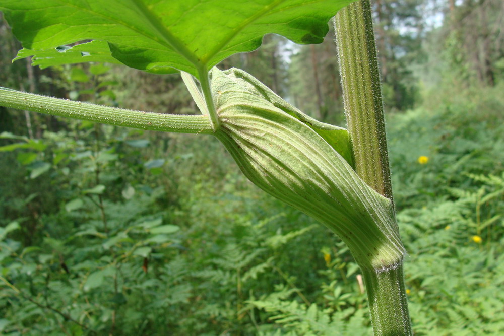 Image of Heracleum dissectum specimen.