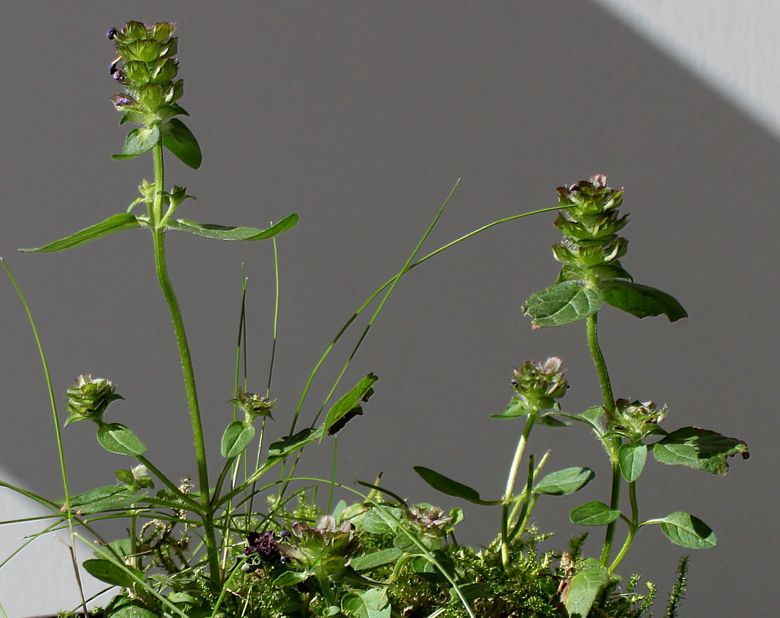 Image of Prunella vulgaris specimen.