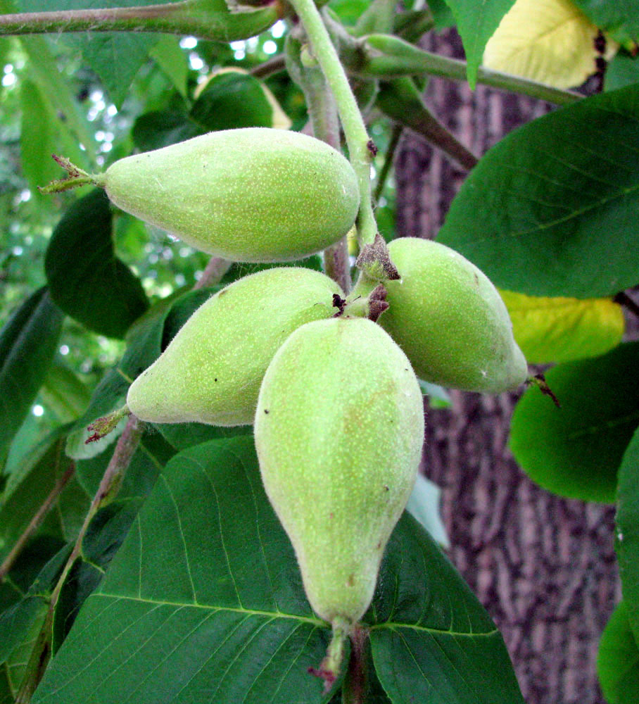 Image of Juglans mandshurica specimen.