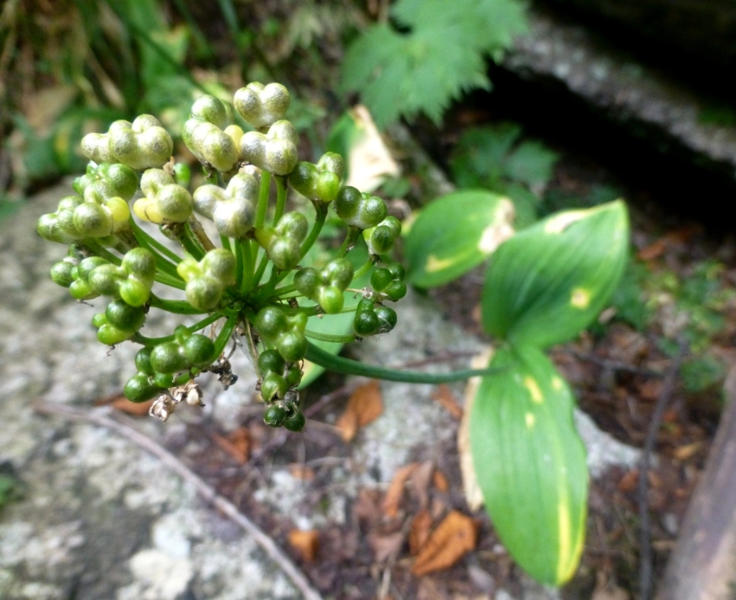 Image of Allium victorialis specimen.