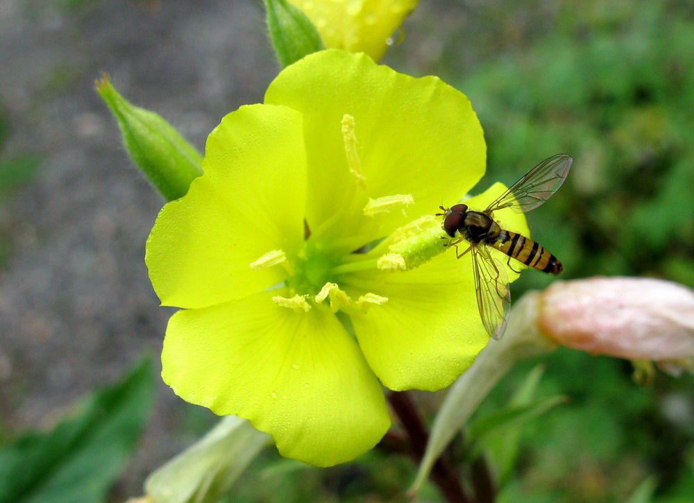 Image of Oenothera rubricaulis specimen.