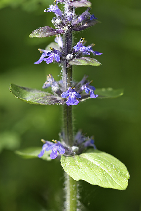 Изображение особи Ajuga reptans.