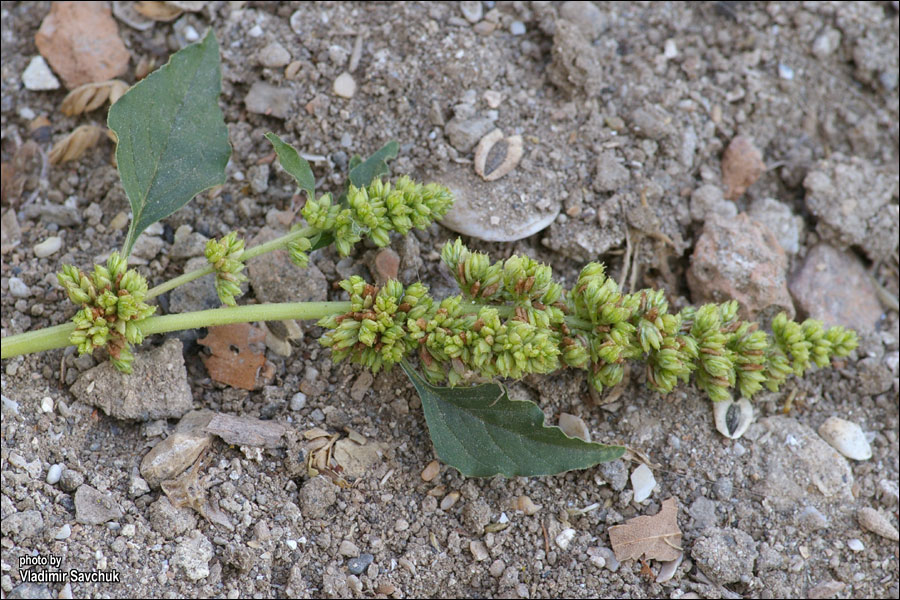 Image of Amaranthus deflexus specimen.