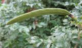 Tecomaria capensis. Незрелый плод. Израиль, г. Беэр-Шева, городское озеленение. 17.11.2012.