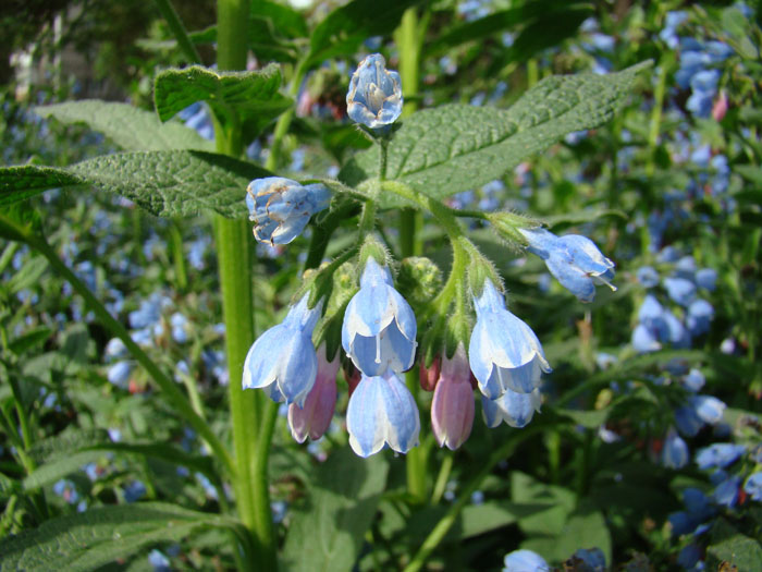 Изображение особи Symphytum caucasicum.