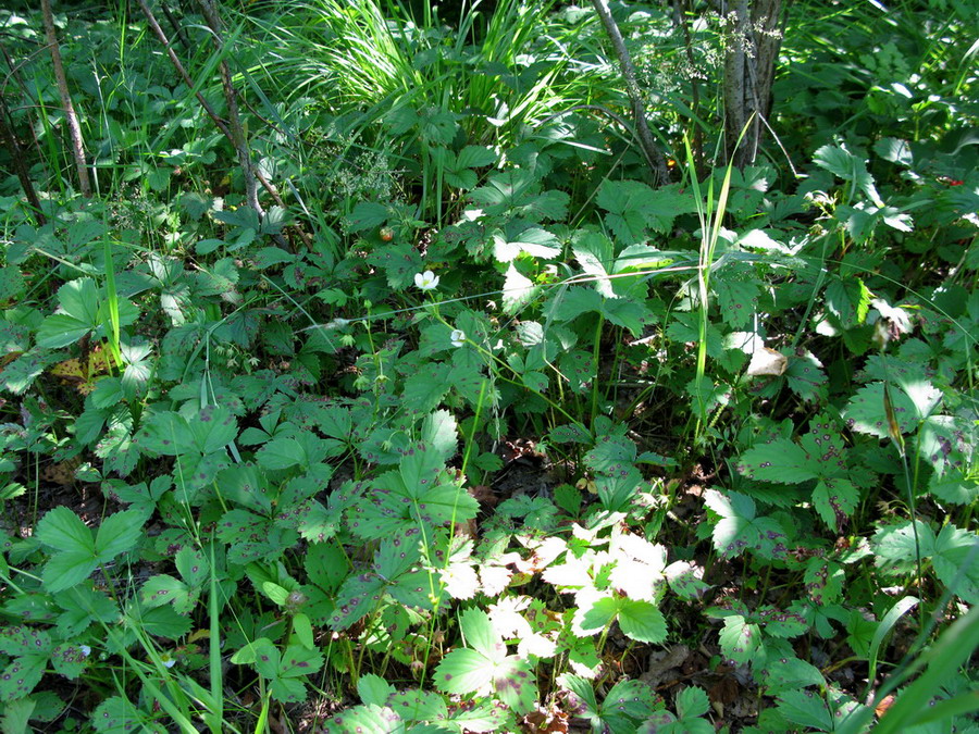 Image of Fragaria virginiana specimen.