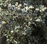 Ilex aquifolium. Листья в средней части кроны взрослого растения ('Variegata'). Германия, г. Krefeld, ботанический сад. 07.04.2013.