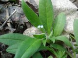 Myosotis sparsiflora