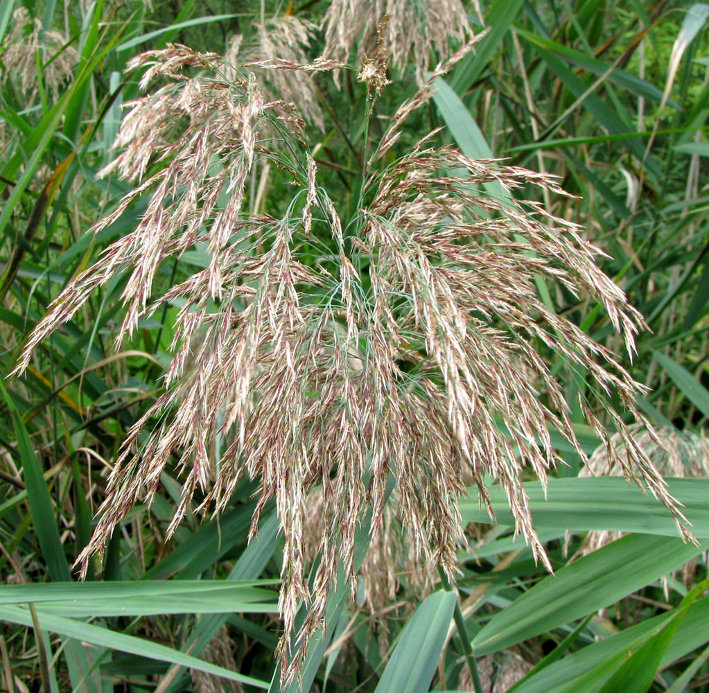 Image of Phragmites australis specimen.