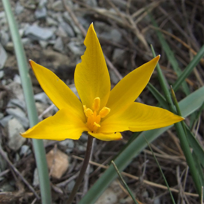 Image of Tulipa australis specimen.