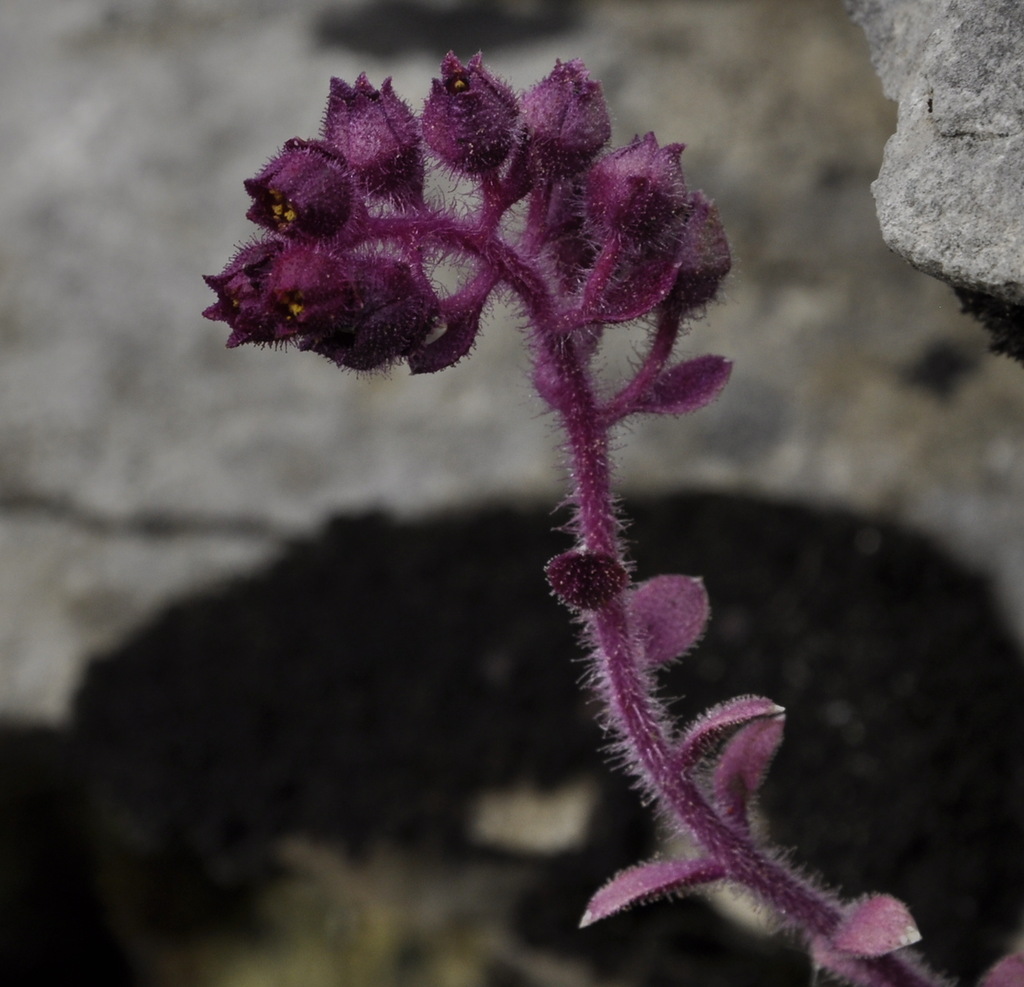 Image of Saxifraga sempervivum specimen.