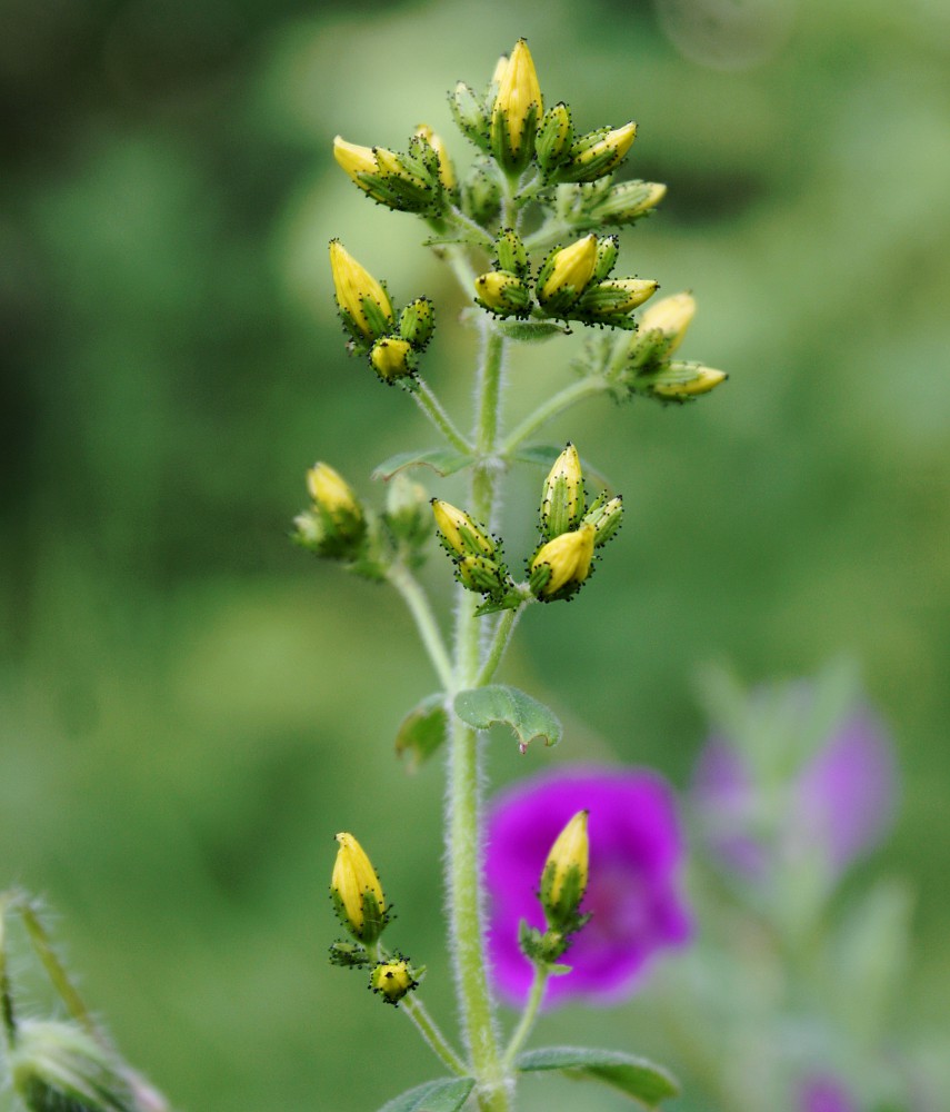 Изображение особи Hypericum hirsutum.