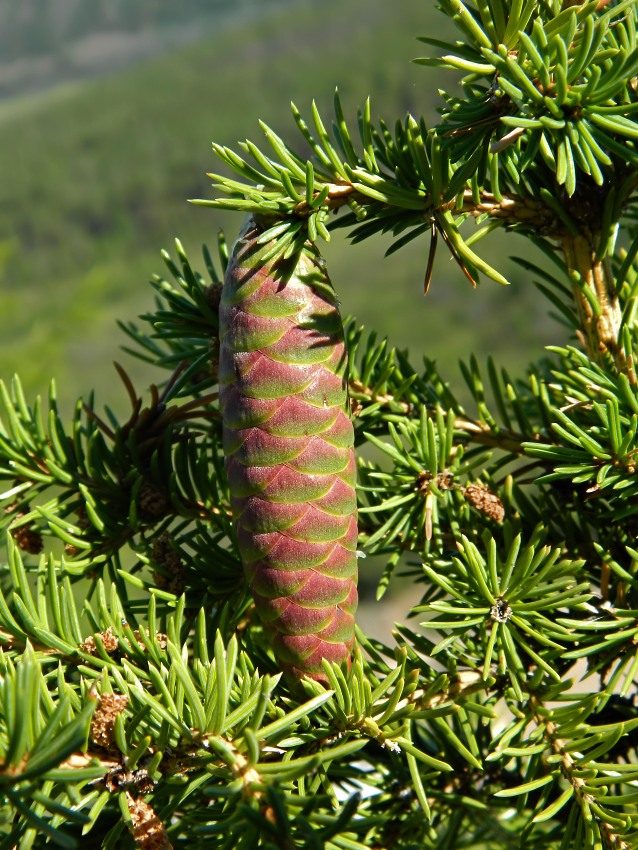 Изображение особи Picea obovata.