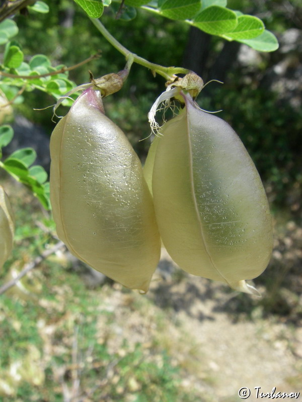 Image of Colutea cilicica specimen.