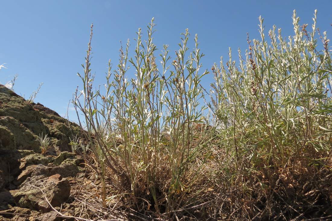 Image of Artemisia juncea specimen.