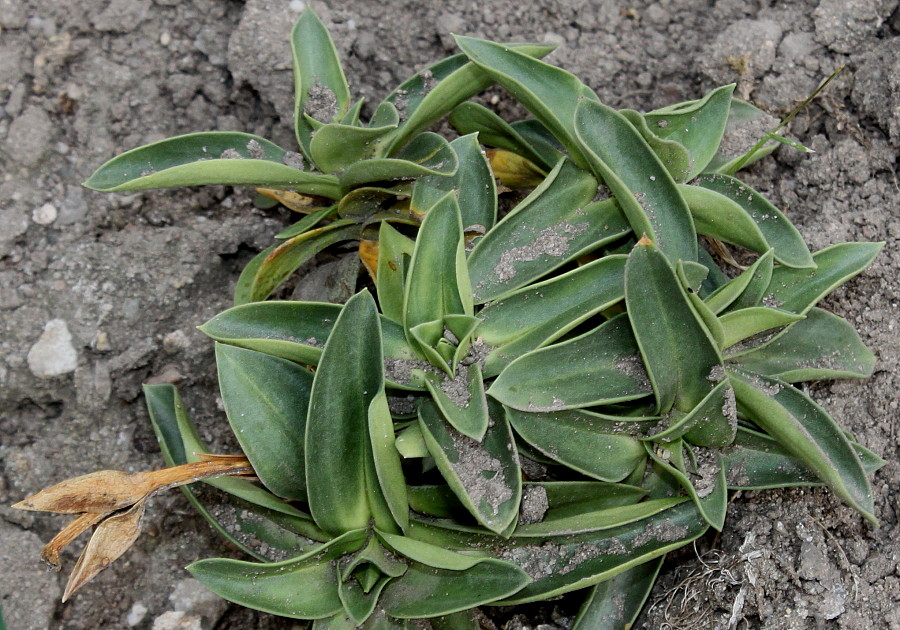 Изображение особи Gentiana clusii.