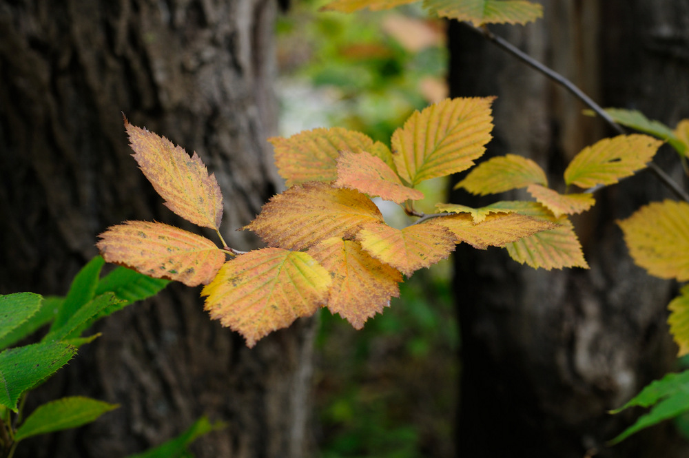 Image of Sorbus alnifolia specimen.