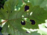 Acer pseudoplatanus. Лист со стромами гриба Rhytisma acerinum. Украина, Ивано-Франковская обл., Косовский р-н, с. Шешоры. 8 сентября 2013 г.