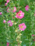 Alcea rosea