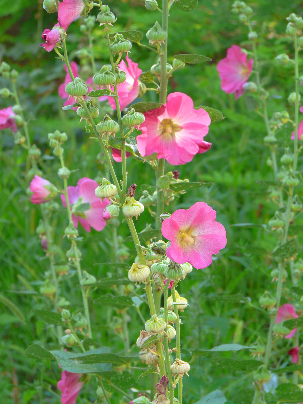 Image of Alcea rosea specimen.