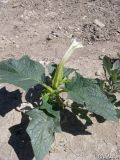 Datura stramonium