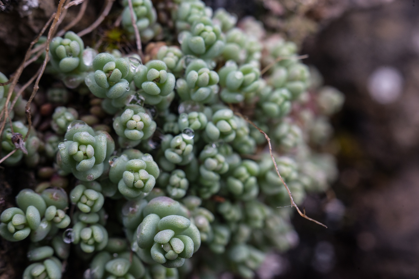 Image of genus Sedum specimen.