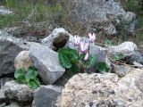 Cyclamen persicum. Цветущее растение среди камней. Слева - Umbilicus intermedius. Израиль, Шфела, лес Бен Шемен. 13.01.2014.