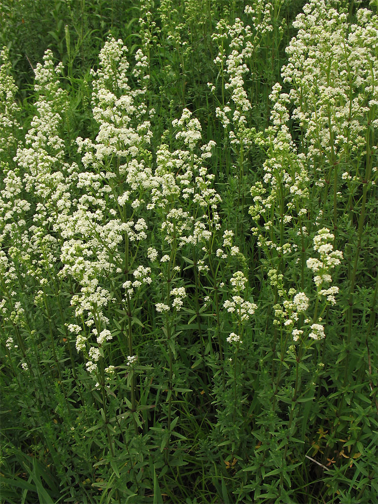 Image of Galium boreale specimen.