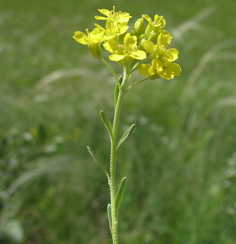 Image of Alyssum gmelinii specimen.