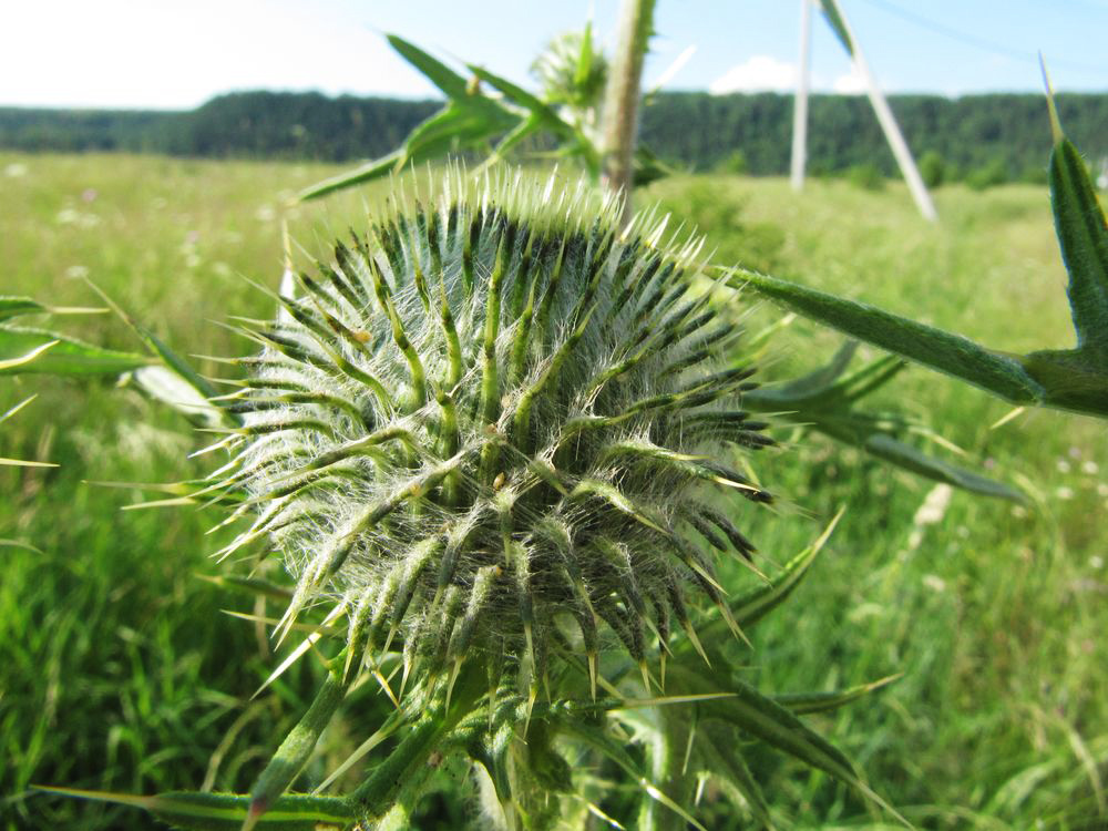 Image of Cirsium vulgare specimen.