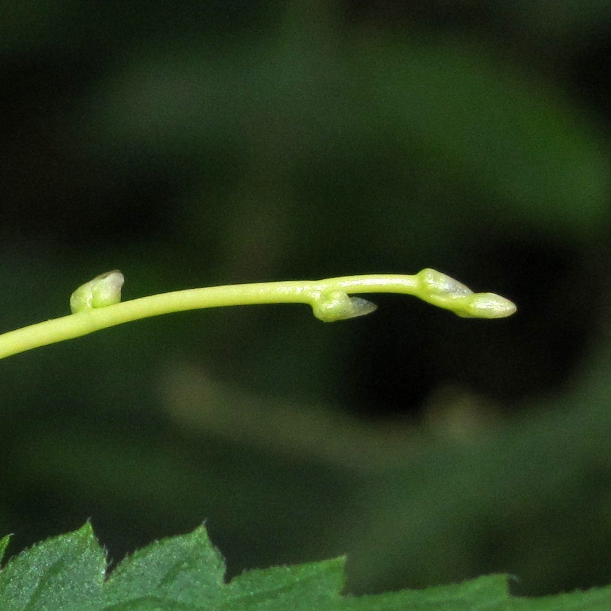 Изображение особи Cuscuta europaea.